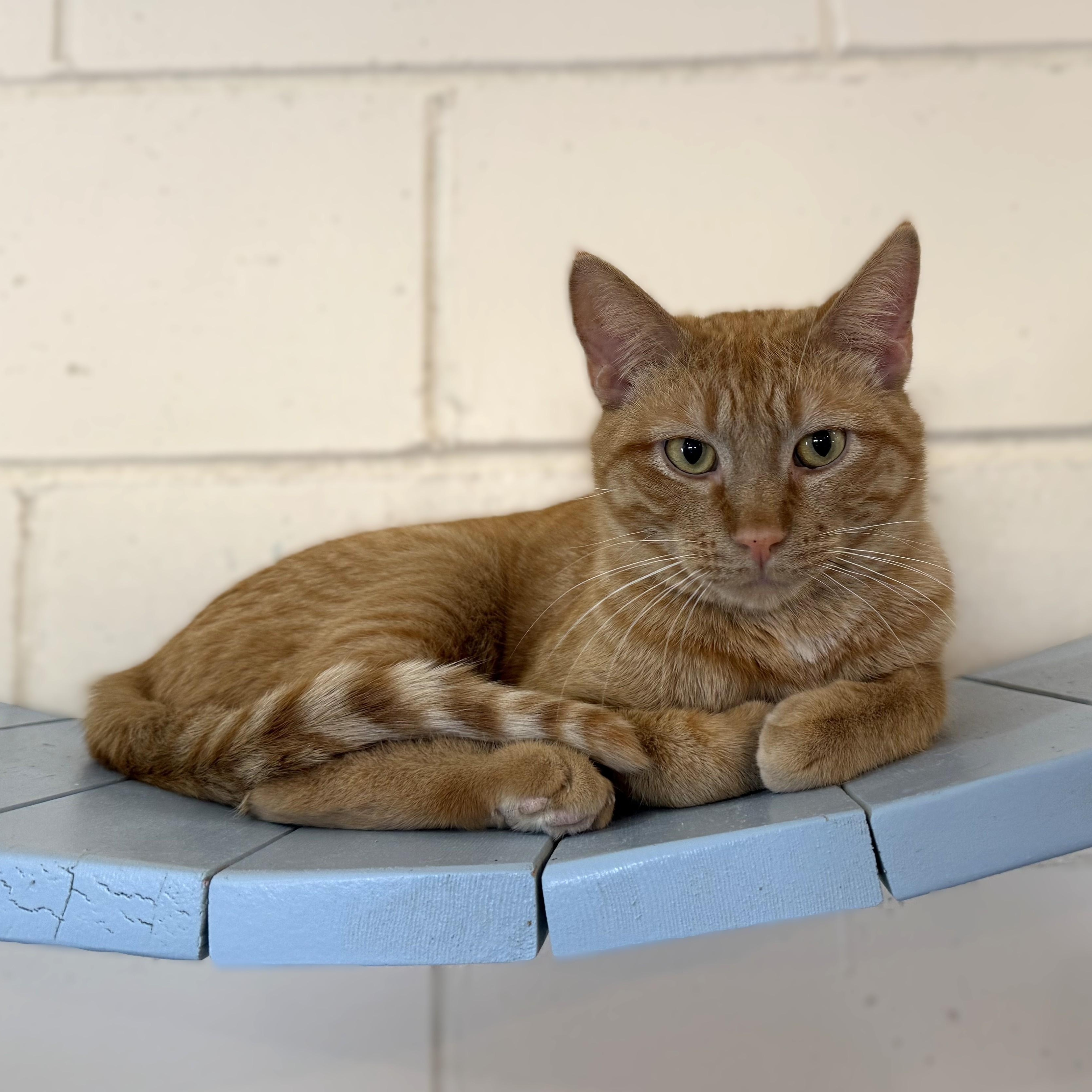 Enlarge PADISON, a Adoptable Domestic Short Hair in La Crescent, MN image 1/5