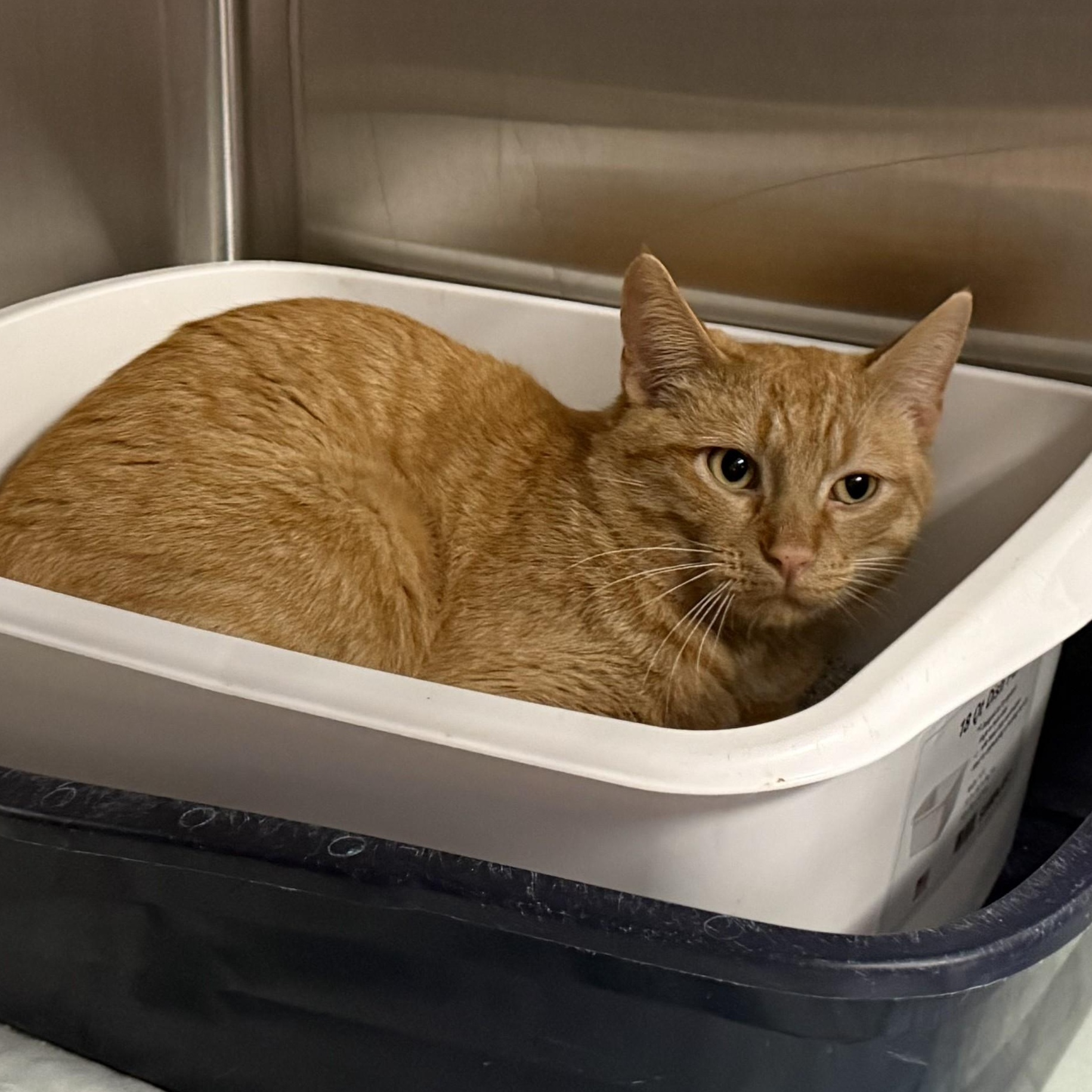 Enlarge PADISON, a Adoptable Domestic Short Hair in La Crescent, MN image 4/5