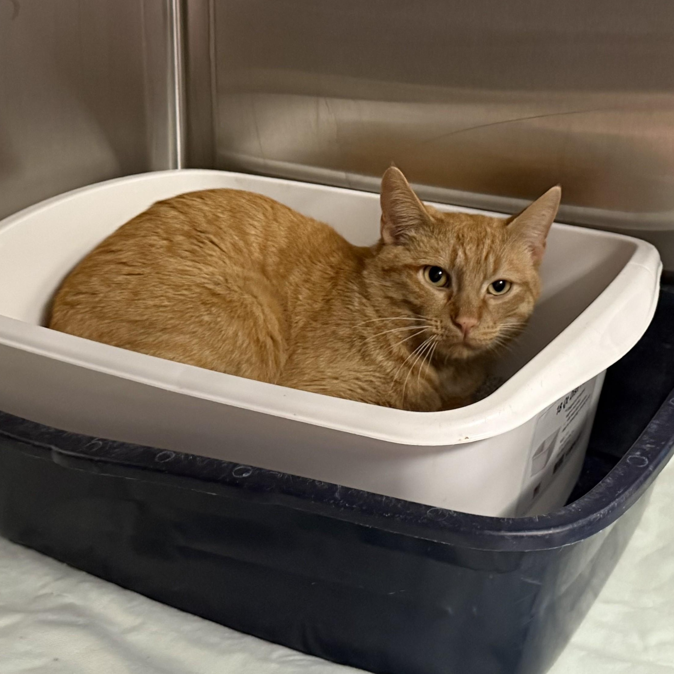 Enlarge PADISON, a Adoptable Domestic Short Hair in La Crescent, MN image 5/5