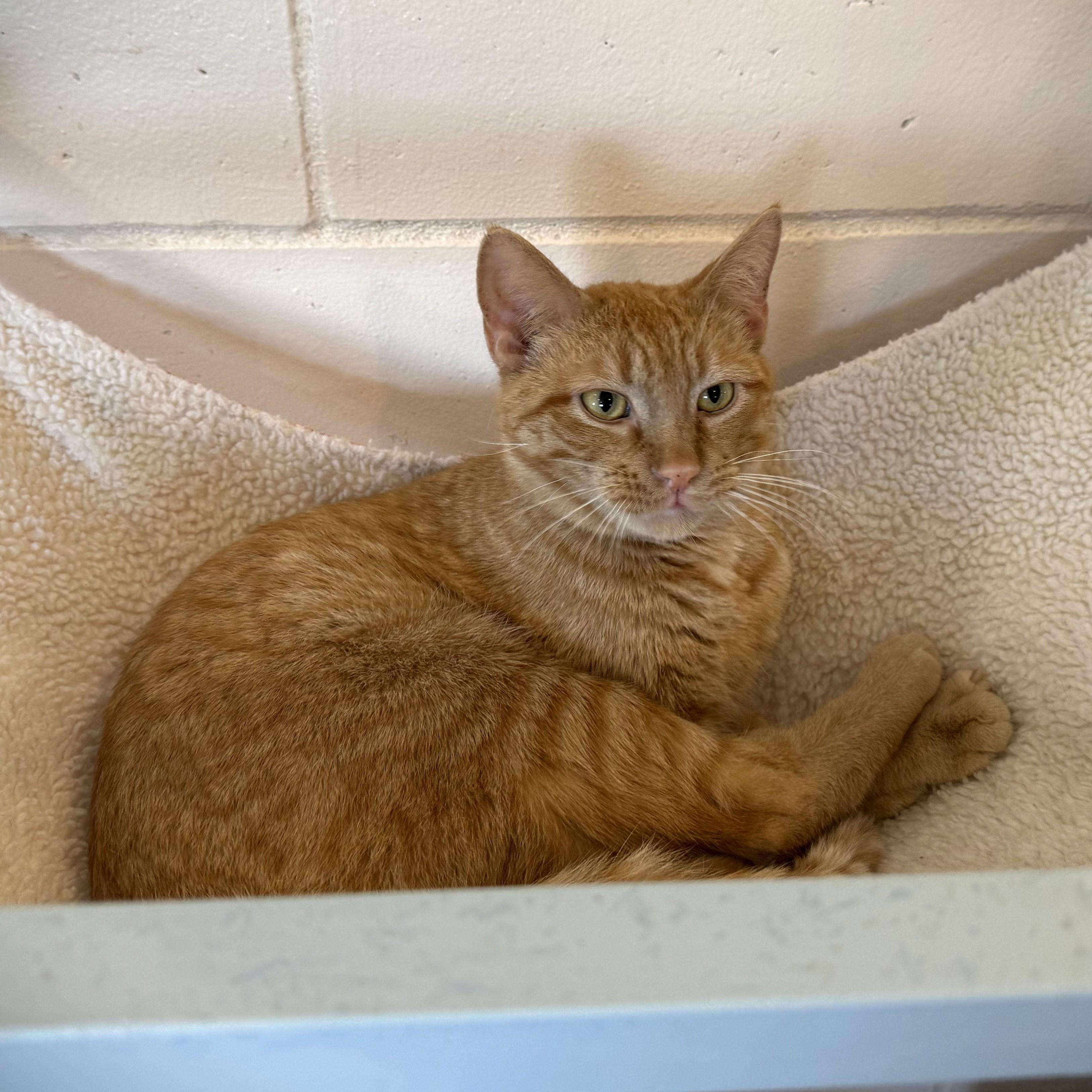 Enlarge PADISON, a Adoptable Domestic Short Hair in La Crescent, MN image 2/5