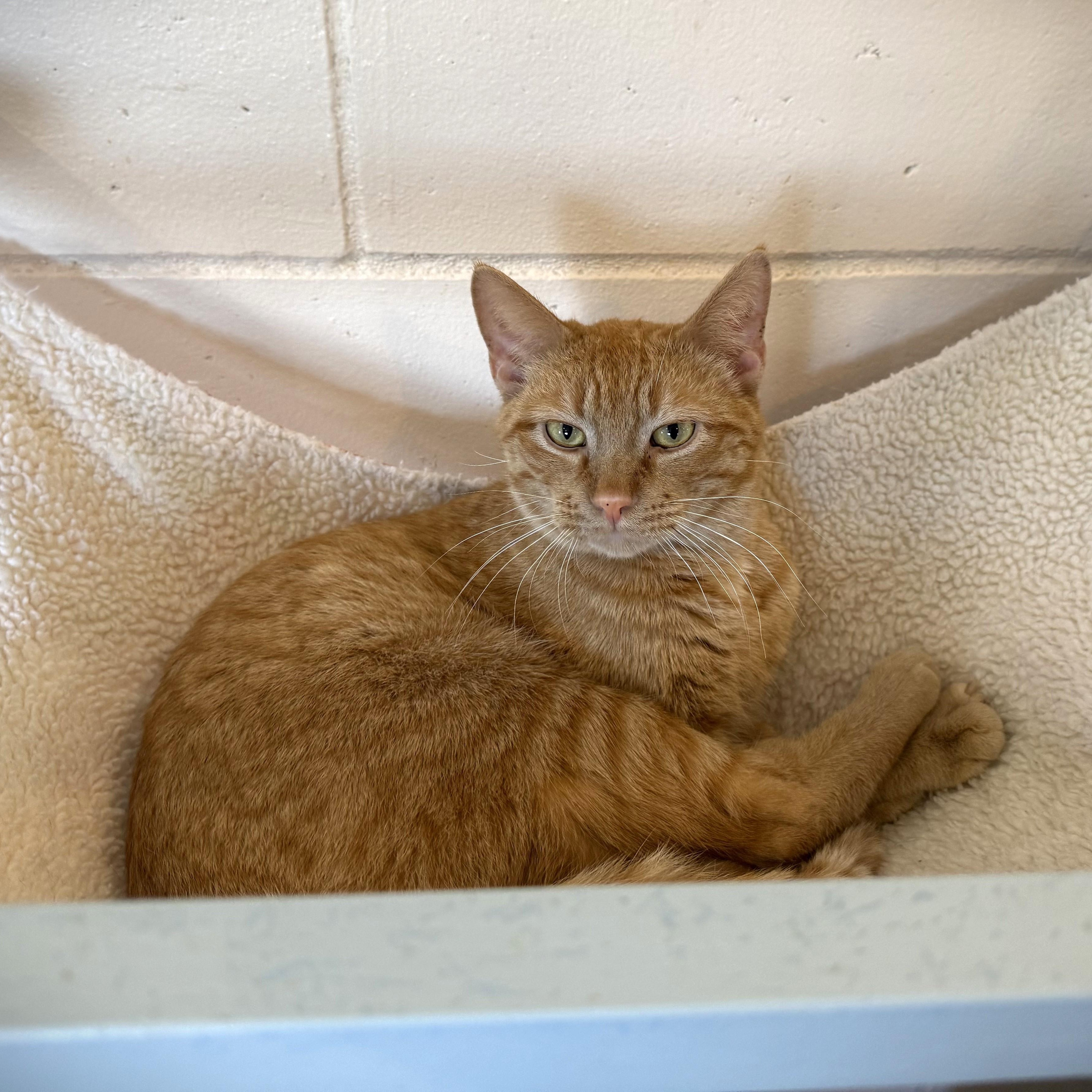 Enlarge PADISON, a Adoptable Domestic Short Hair in La Crescent, MN image 3/5