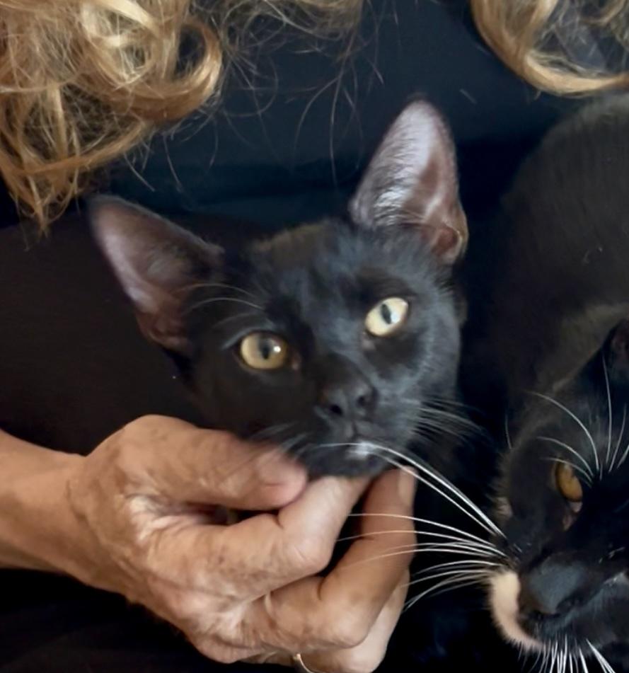 Wednesday, Adoptable, Kitten Female Domestic Short Hair.