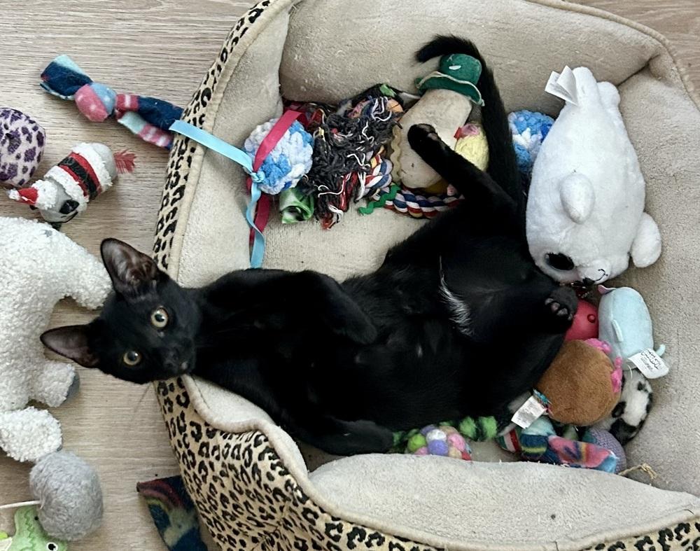 Wednesday, a Adoptable Domestic Short Hair in Gardena, CA image 2/4