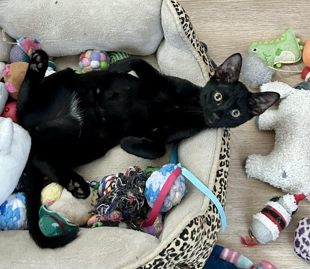 Wednesday, a Adoptable Domestic Short Hair in Gardena, CA image 4/4