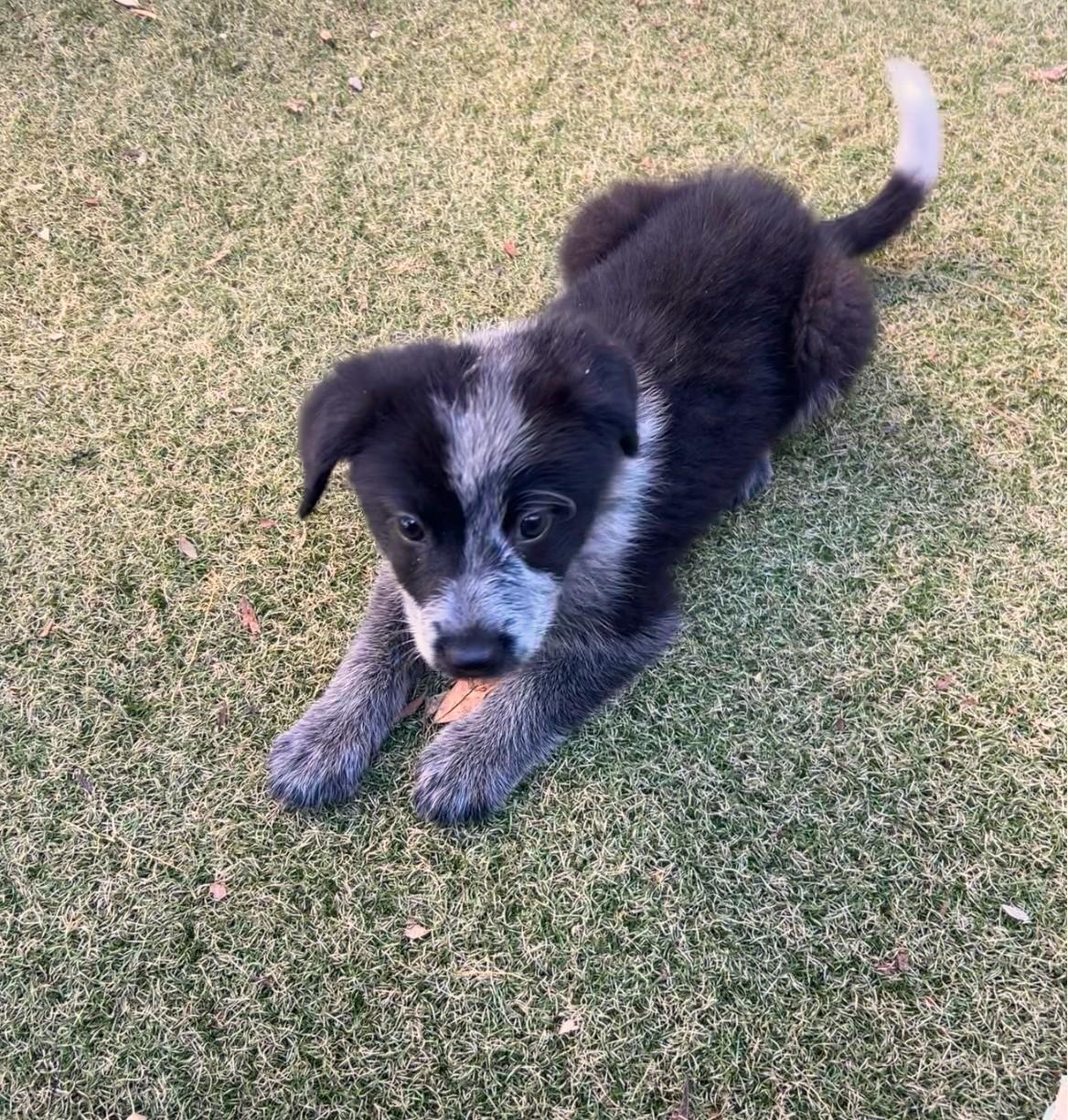 Enlarge Harmony, a ADOPTABLE mixed breed in Apache Junction, AZ image 2/3