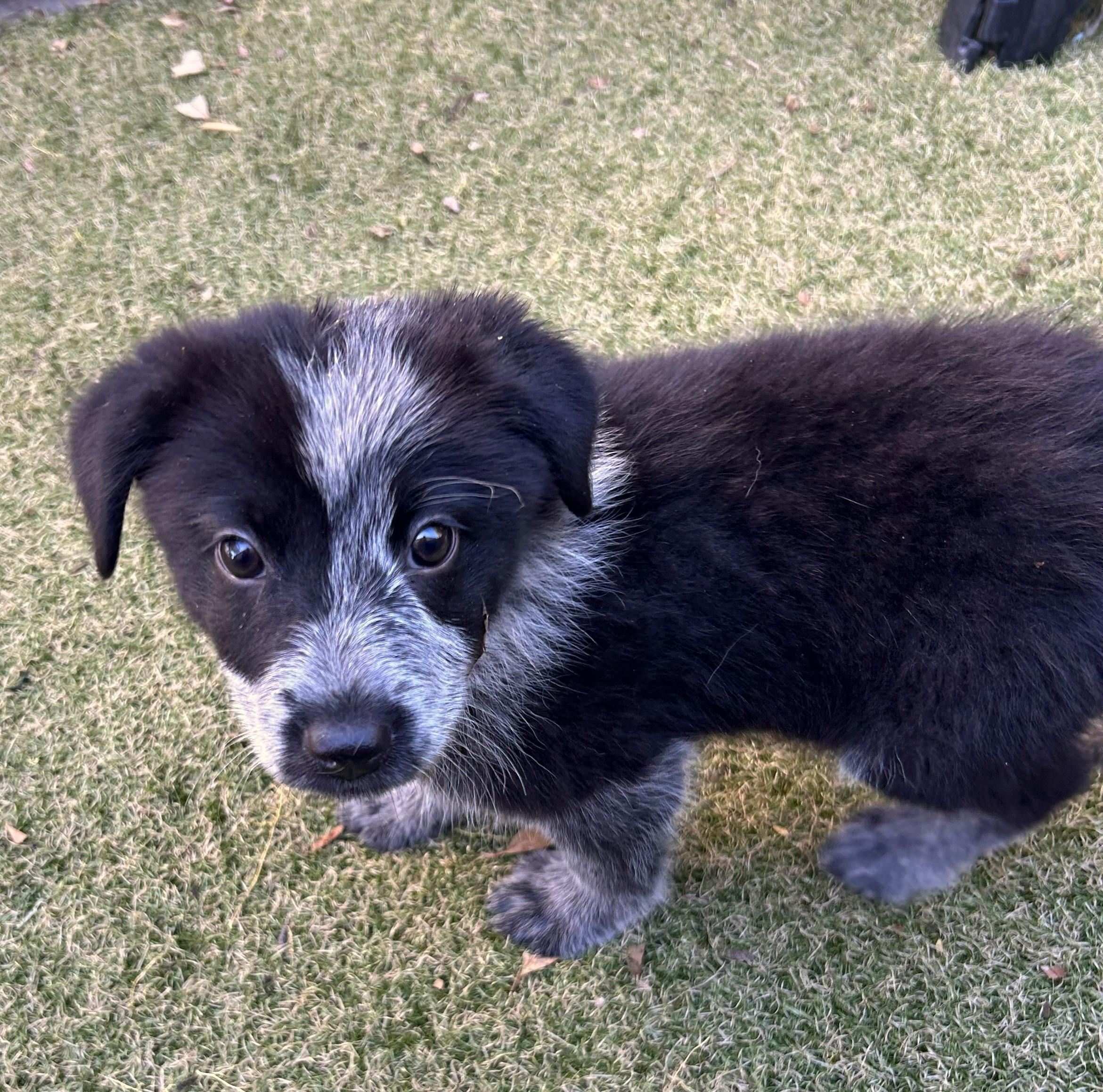Harmony, ADOPTABLE, Puppy Female Australian Cattle Dog / Blue Heeler & Cattle Dog.