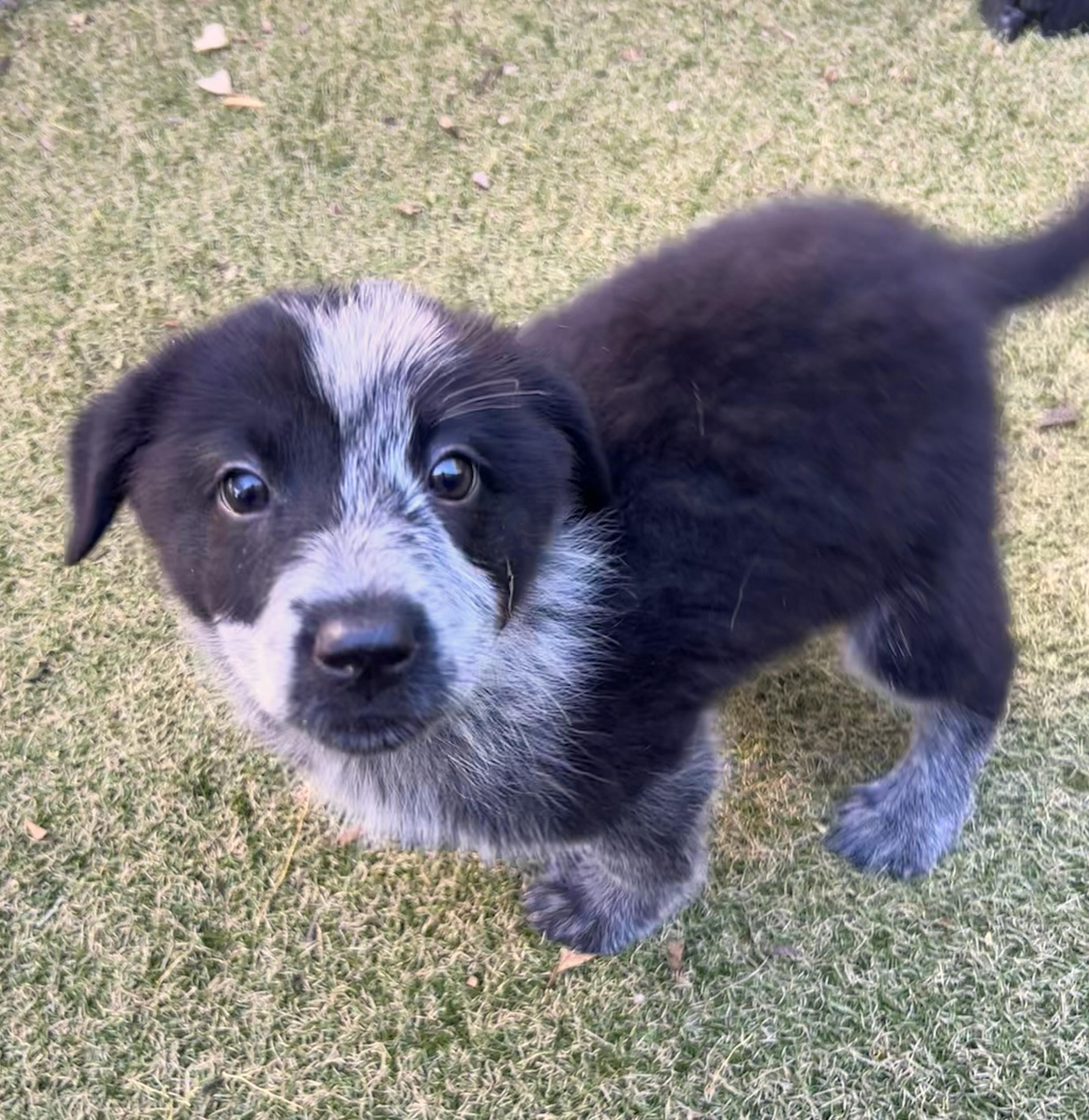 Enlarge Harmony, a ADOPTABLE mixed breed in Apache Junction, AZ image 3/3