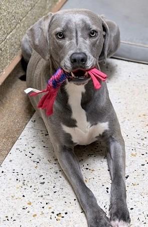 Enlarge Gwen, a ADOPTABLE mixed breed in Oklahoma City, OK image 2/2