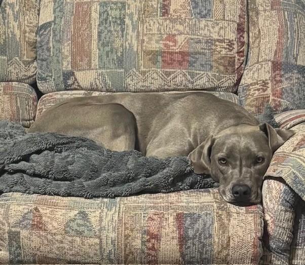 Gwen, ADOPTABLE, Adult Female Weimaraner & Great Dane.