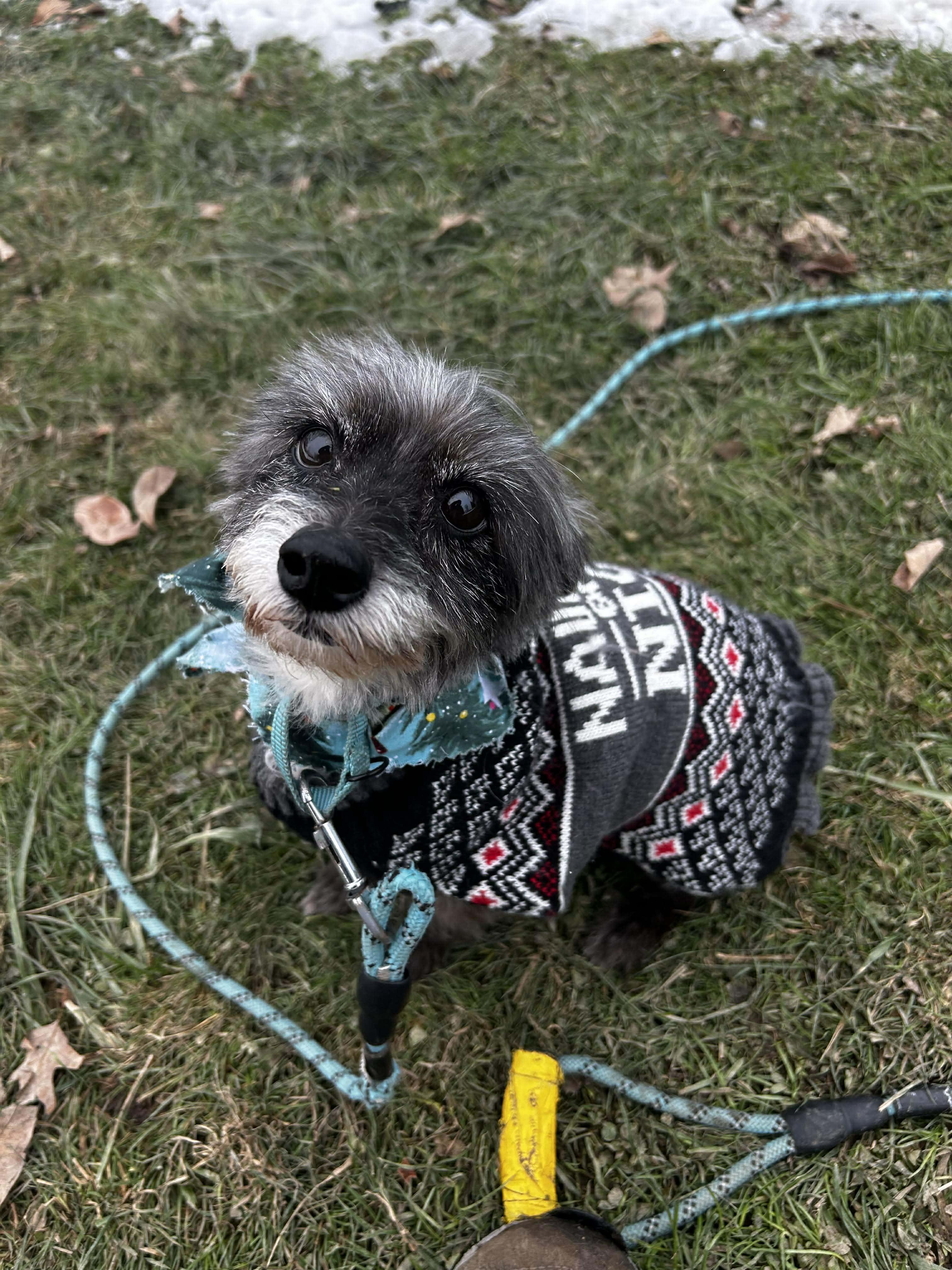 Enlarge Noelle, an adoptable mixed breed in Brunswick, OH image 3/6