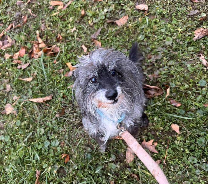 Enlarge Noelle, an adoptable mixed breed in Brunswick, OH image 5/6