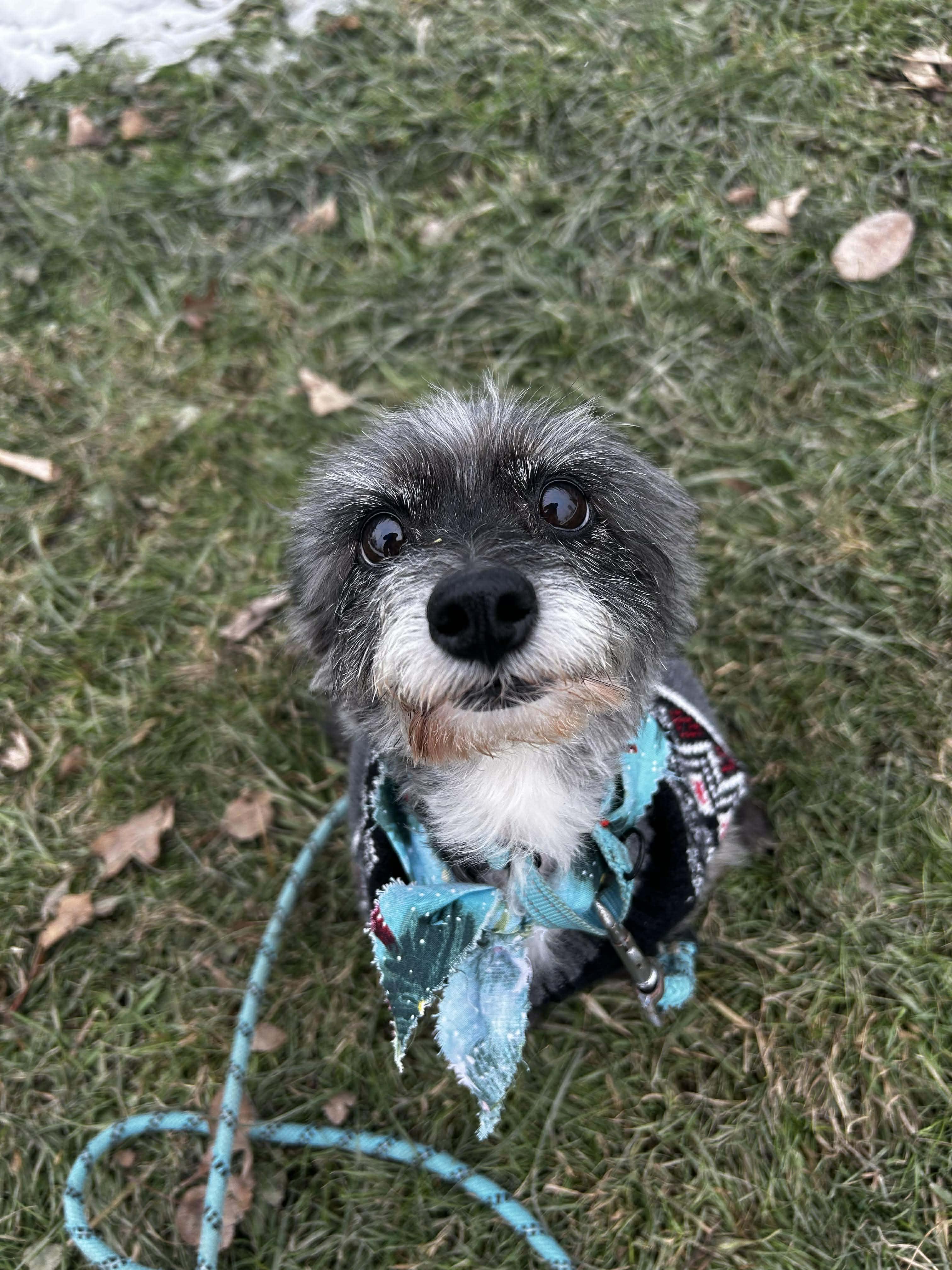 Noelle, adoptable, Young Female Terrier.