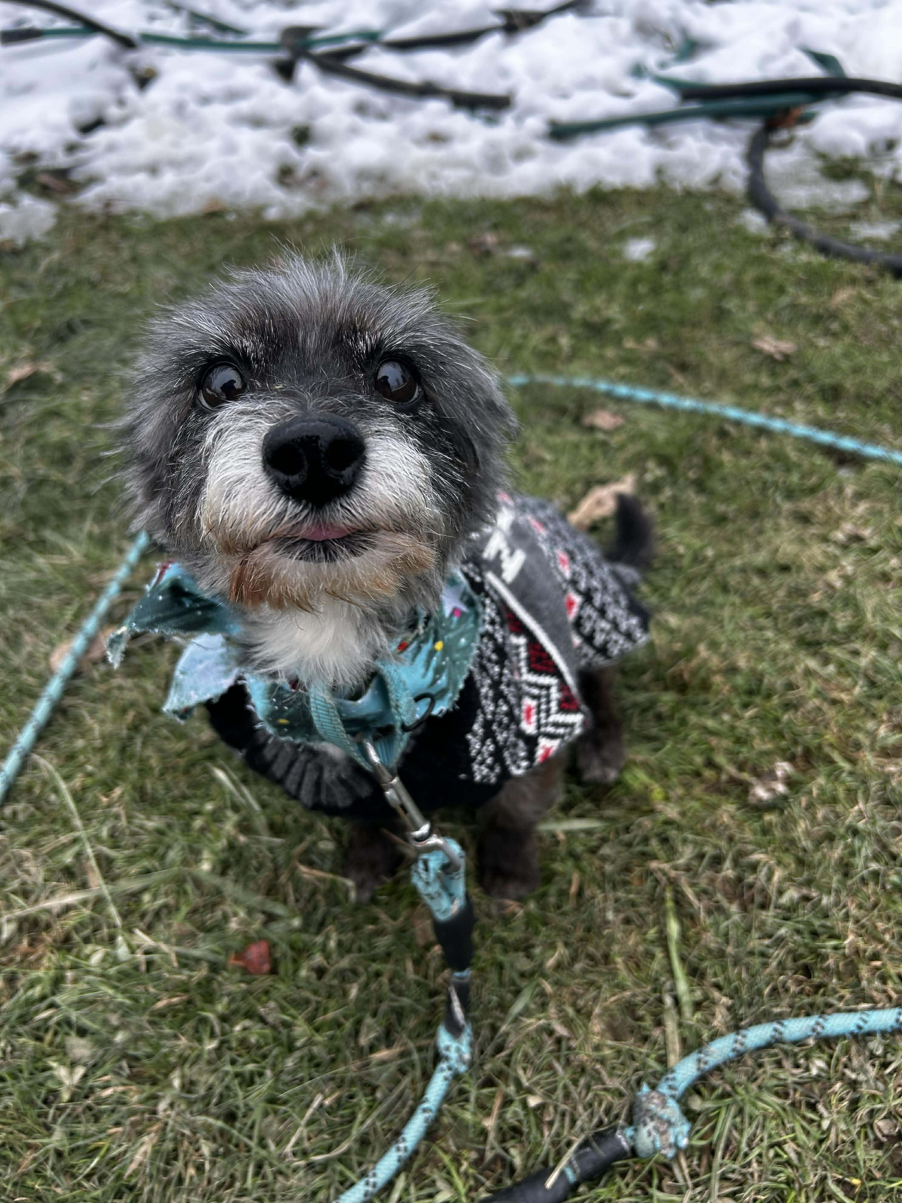 Enlarge Noelle, an adoptable mixed breed in Brunswick, OH image 2/6