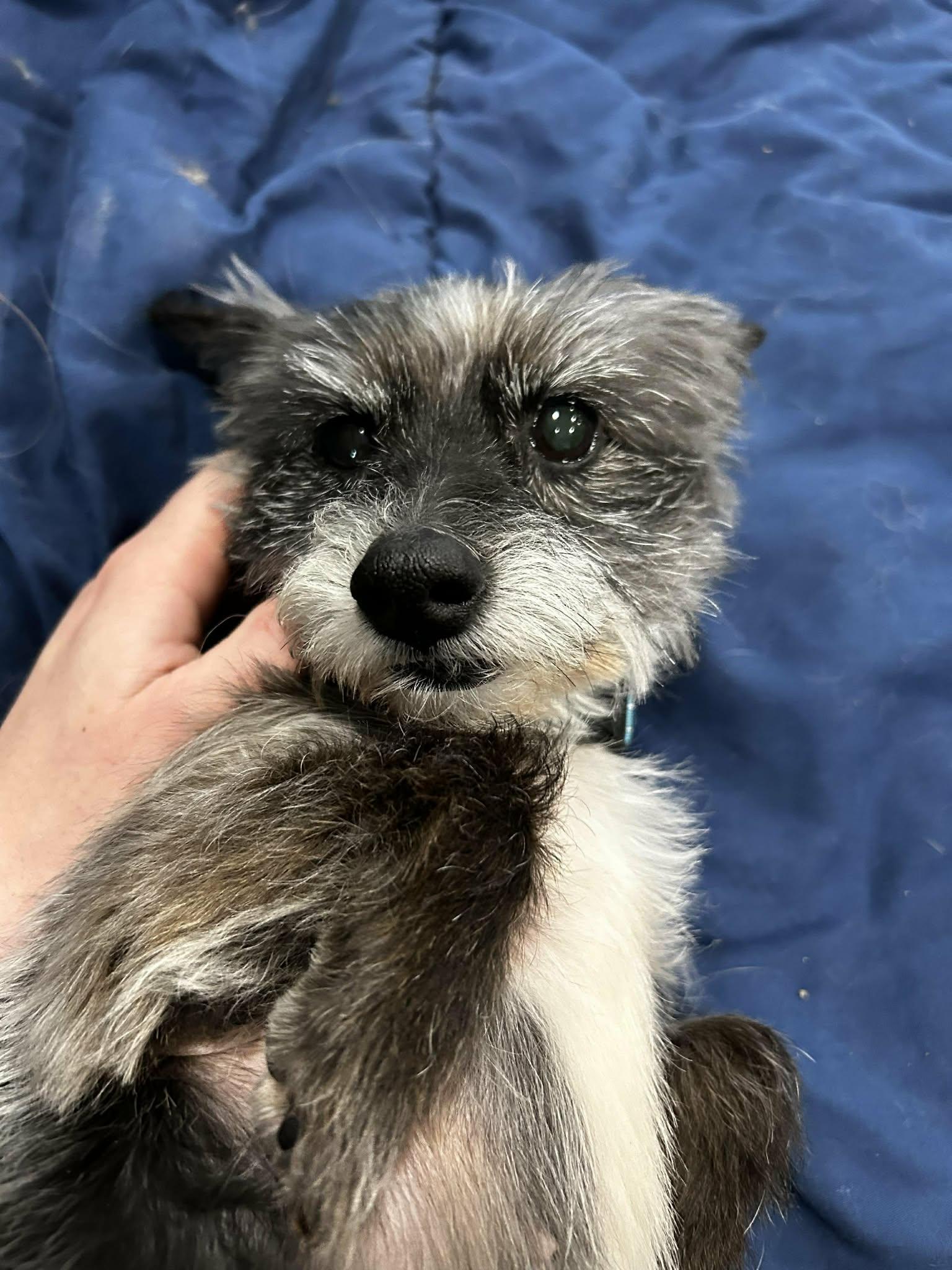 Enlarge Noelle, an adoptable mixed breed in Brunswick, OH image 4/6