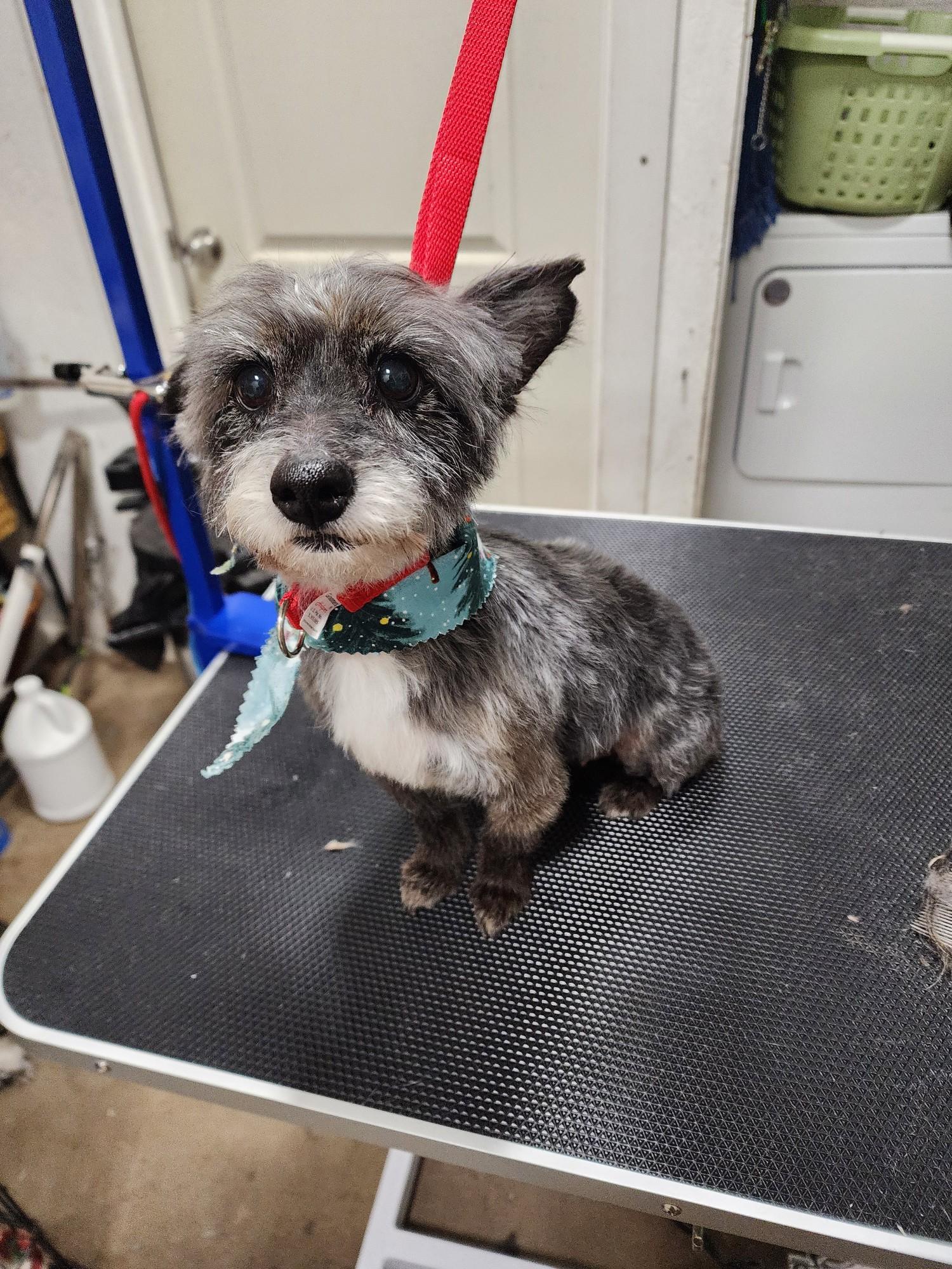 Enlarge Noelle, an adoptable mixed breed in Brunswick, OH image 6/6