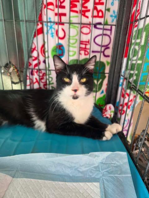 Dougie Fresh, Adoptable, Adult Male Domestic Short Hair.
