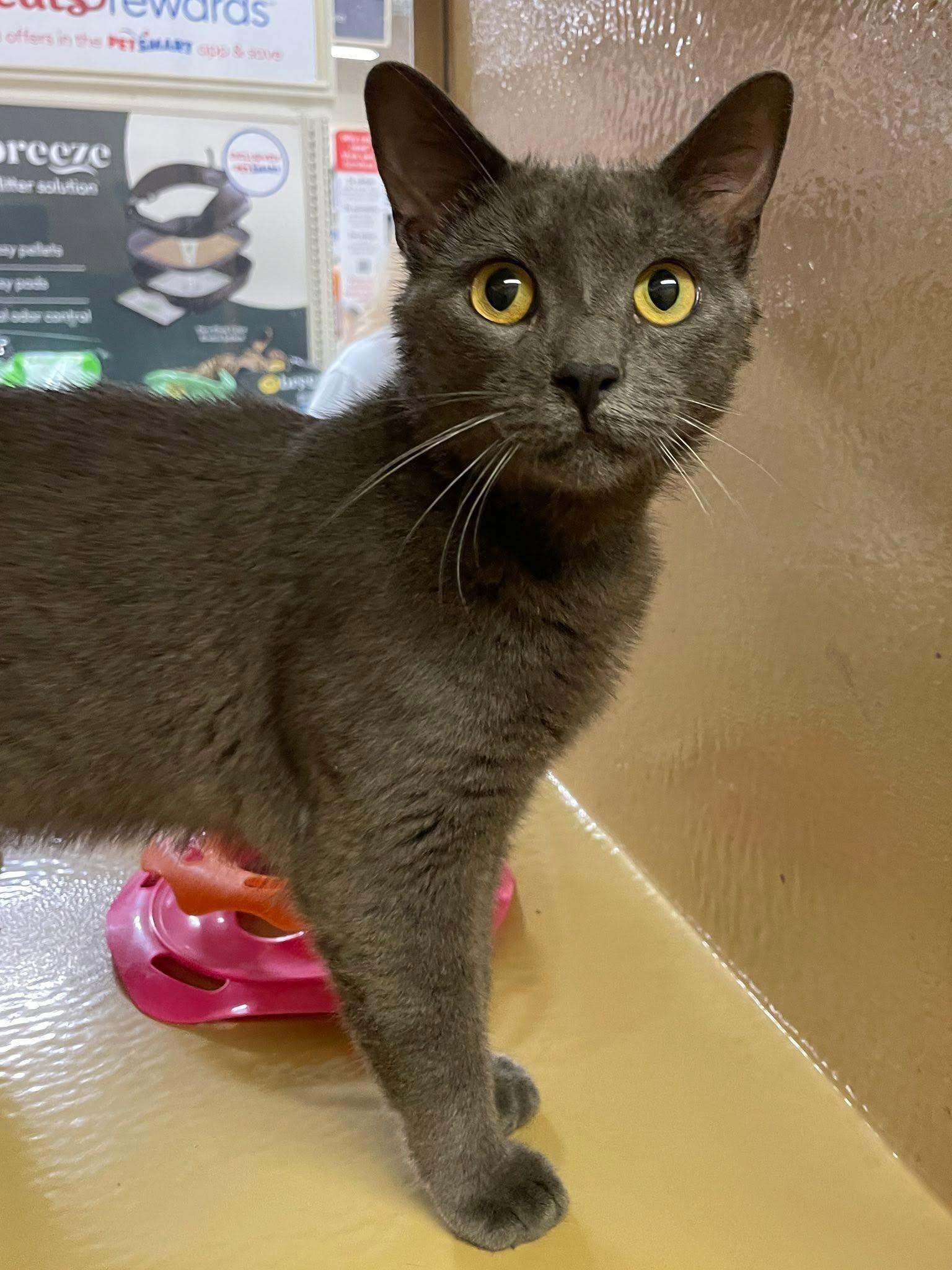 Enlarge Beefcake, a Adoptable Domestic Short Hair in Sterling Heights, MI image 2/2
