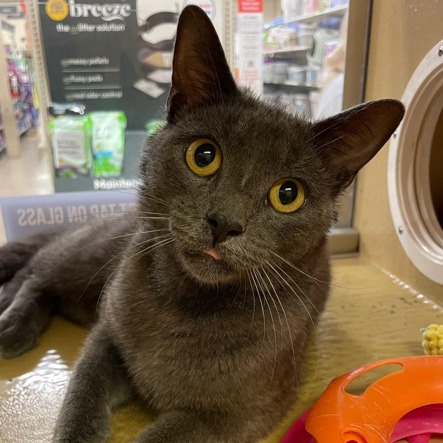 Enlarge Beefcake, a Adoptable Domestic Short Hair in Sterling Heights, MI image 1/2