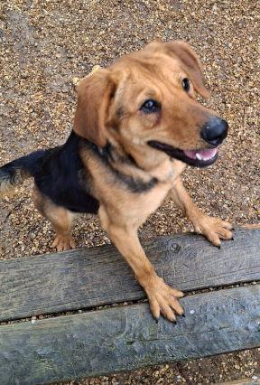Mocha, Adoptable, Adult Female Shepherd & Labrador Retriever.