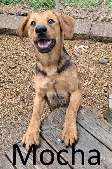 Mocha, a Adoptable mixed breed in Mountain View, AR image 2/3