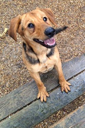 Mocha, a Adoptable mixed breed in Mountain View, AR image 3/3