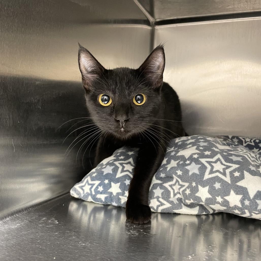 Enlarge Espurr, a Adoptable Domestic Short Hair in Rexburg, ID image 1/1