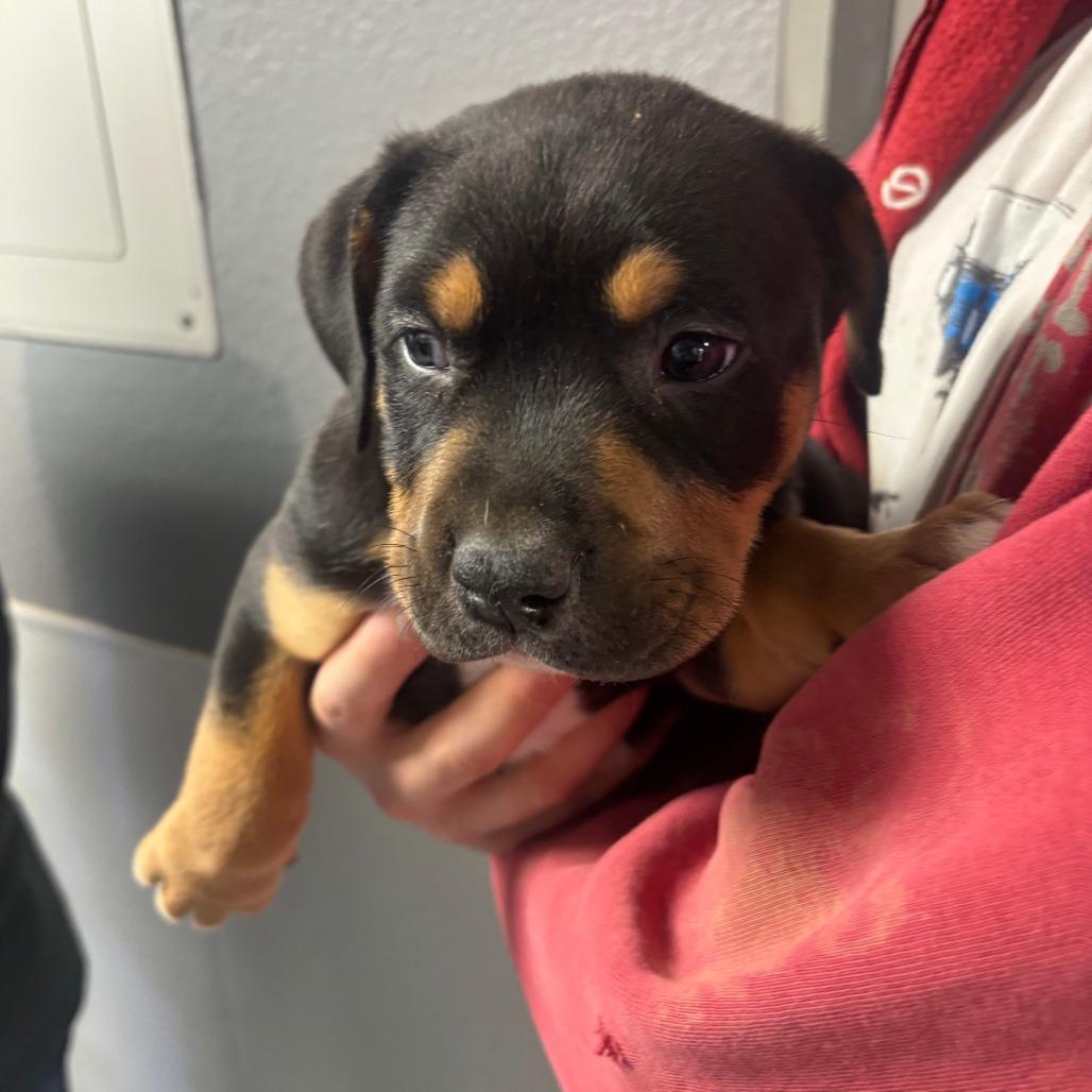 Jay, adopted, Puppy Male Rottweiler & Mixed Breed.