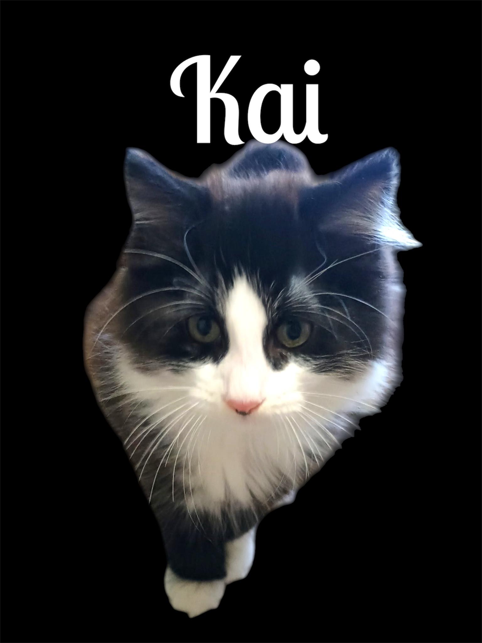 Enlarge Kai, a ADOPTABLE Domestic Long Hair in Auburn, CA image 1/1