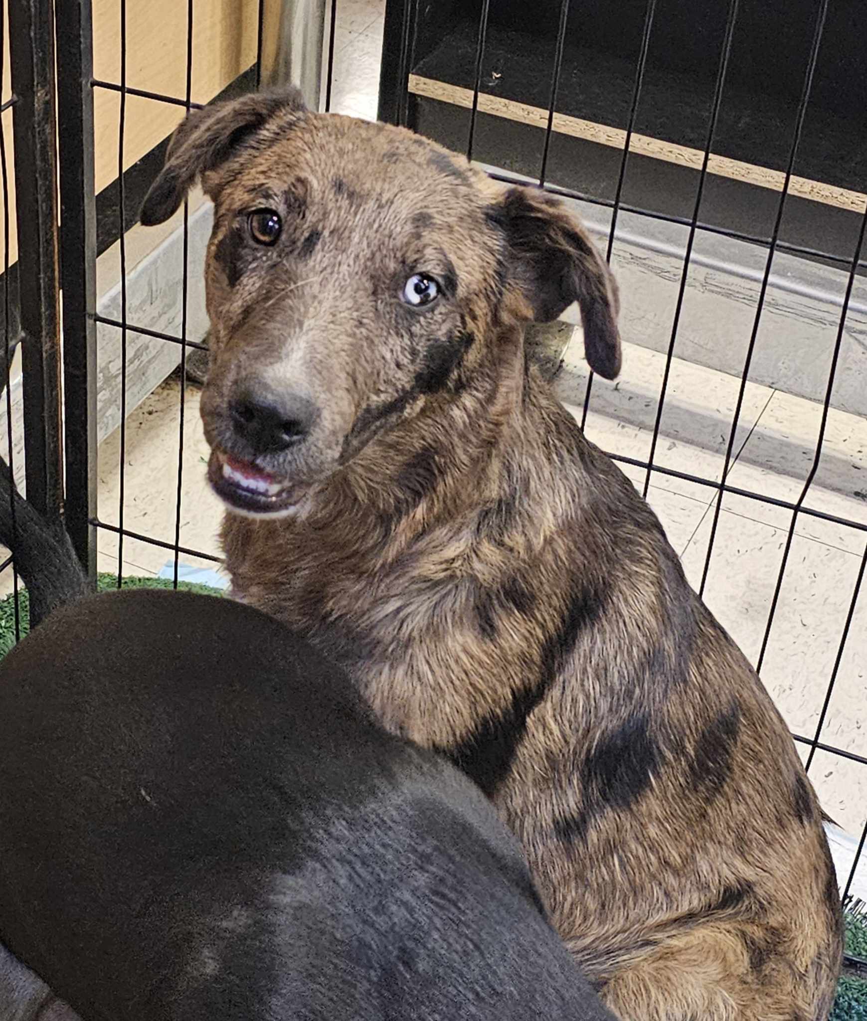 Agent Blue, Young Male Australian Shepherd