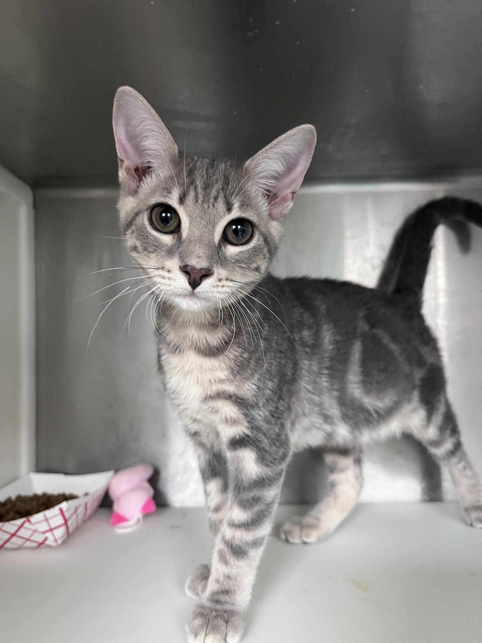 Enlarge Hannah, a Adoptable mixed breed in Carrollton, GA image 3/3