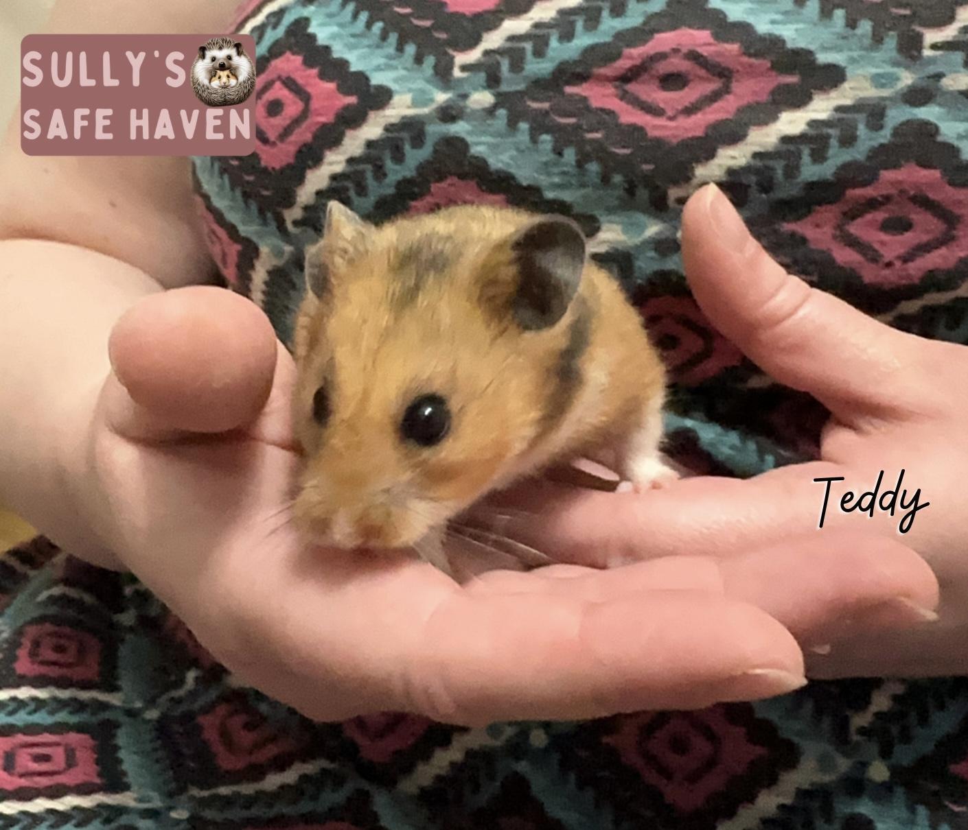 Teddy, Adoptable, Senior Male Hamster.