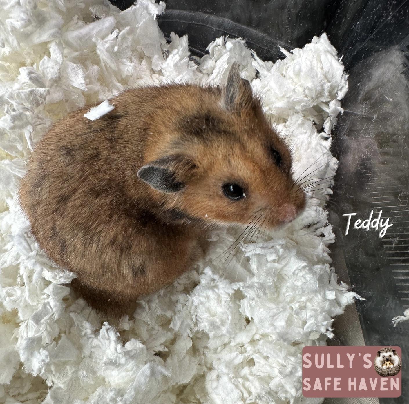 Enlarge Teddy, a Adoptable Hamster in Edgewood, WA image 2/2