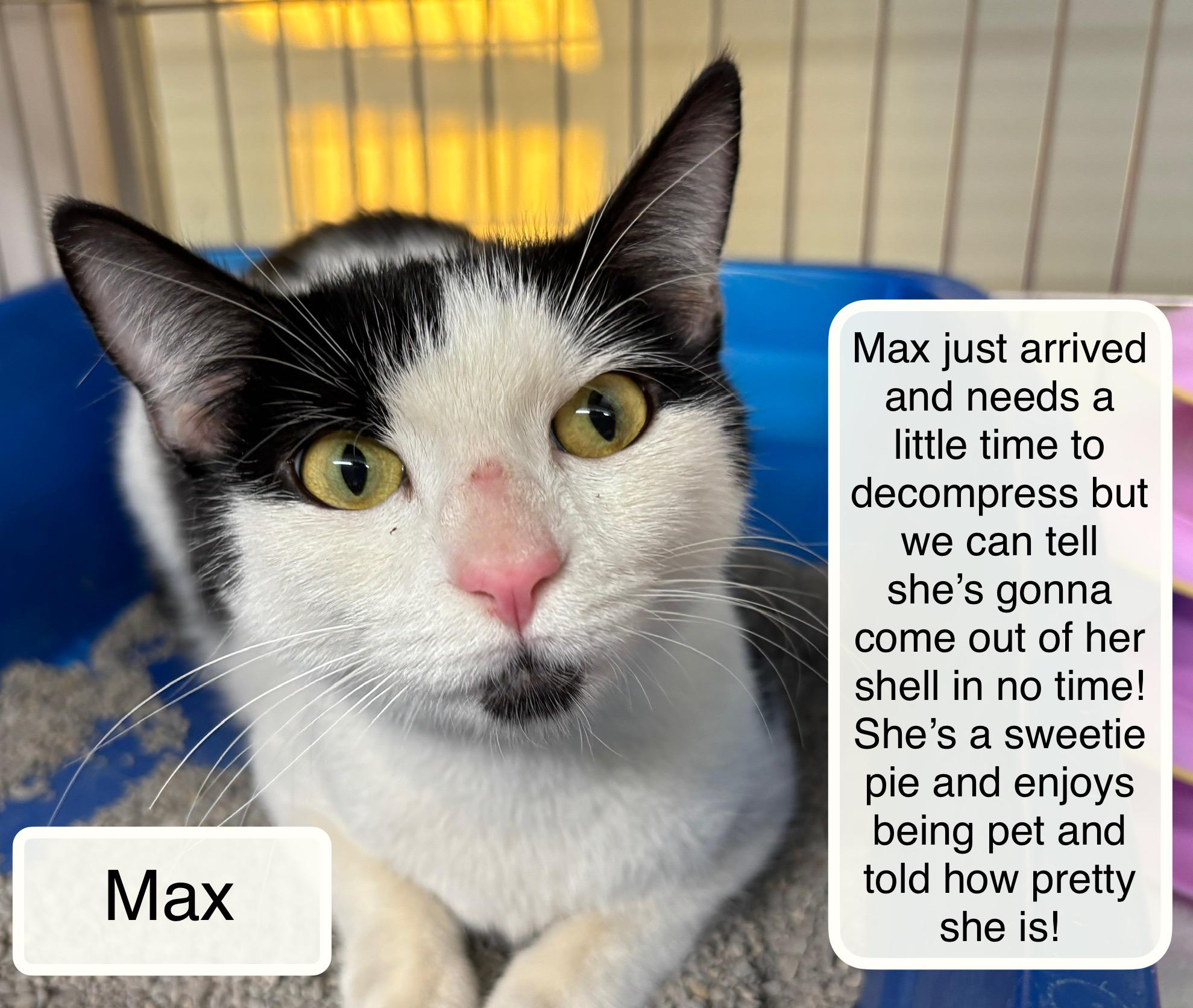 Enlarge Maxine, a ADOPTABLE Domestic Short Hair in Ellicott City, MD image 1/1