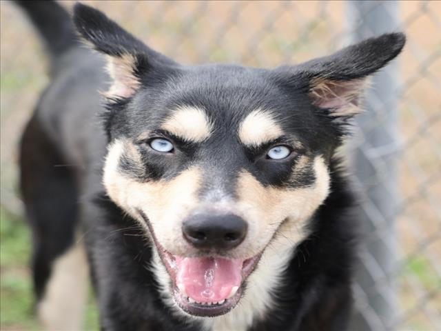 THUNDER, Adoptable, Young Male Husky & Mixed Breed.