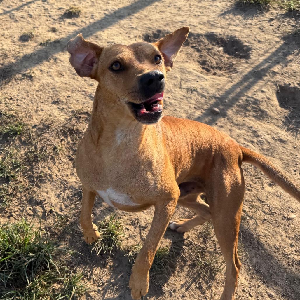 Boston, Adoptable, Adult Male Mountain Cur.