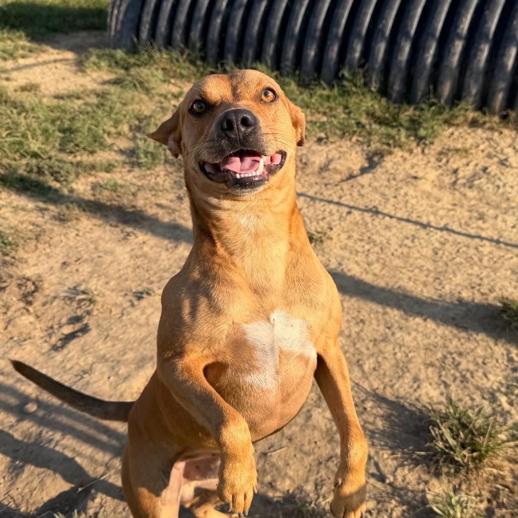 Enlarge Boston, a Adoptable Mountain Cur in West Point, MS image 2/6
