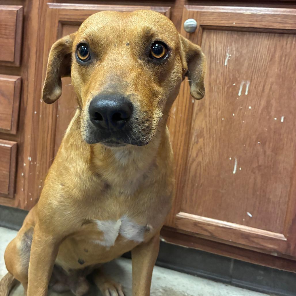 Enlarge Boston, a Adoptable Mountain Cur in West Point, MS image 3/6
