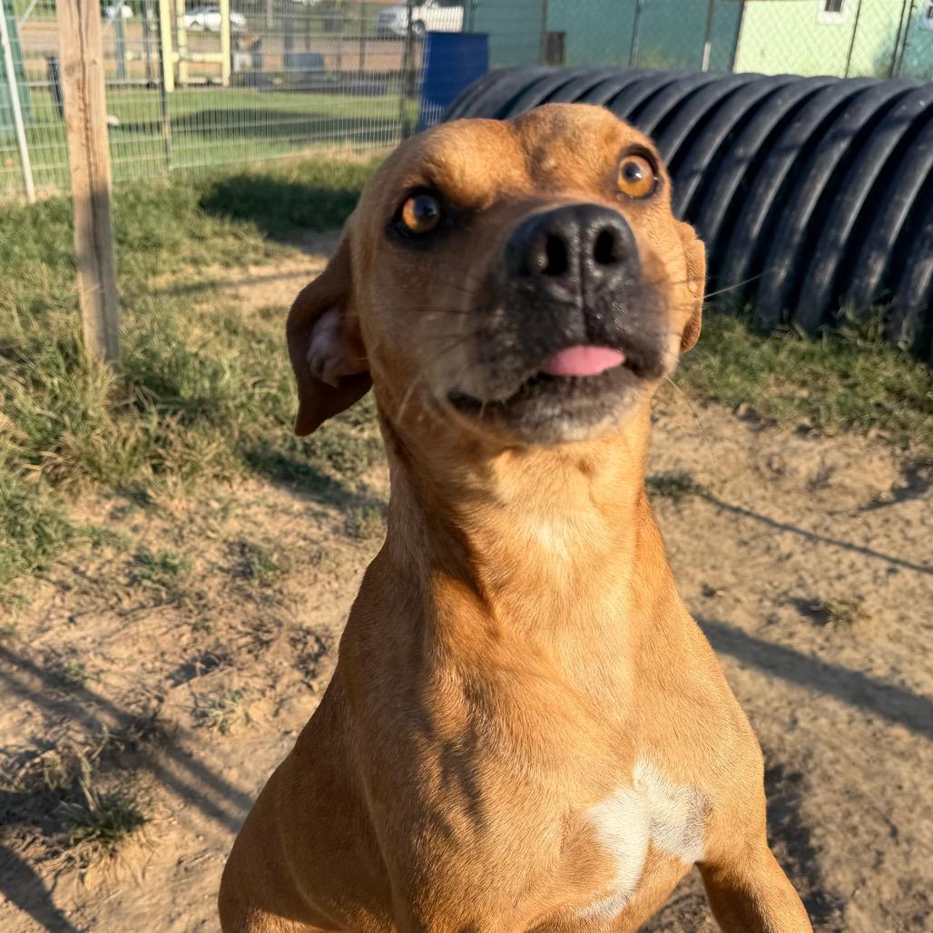 Enlarge Boston, a Adoptable Mountain Cur in West Point, MS image 4/6