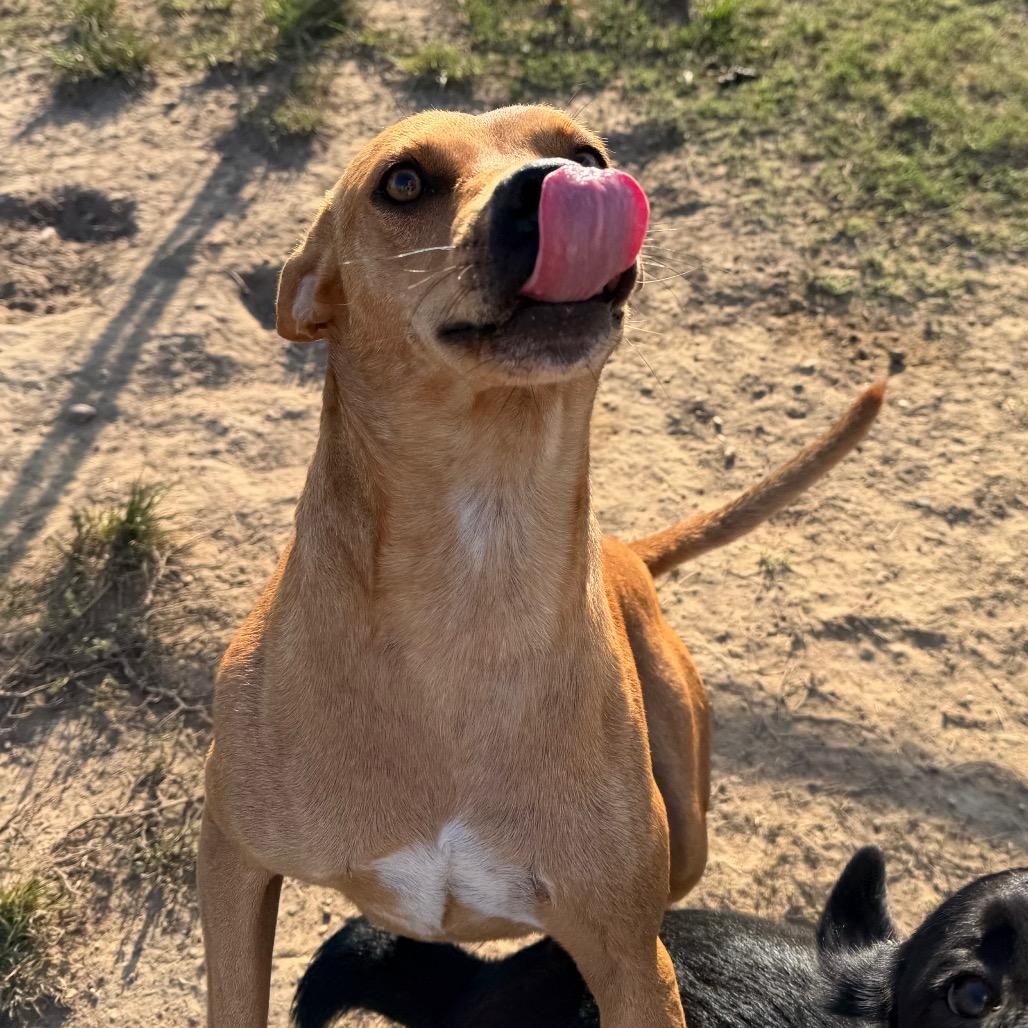 Enlarge Boston, a Adoptable Mountain Cur in West Point, MS image 5/6