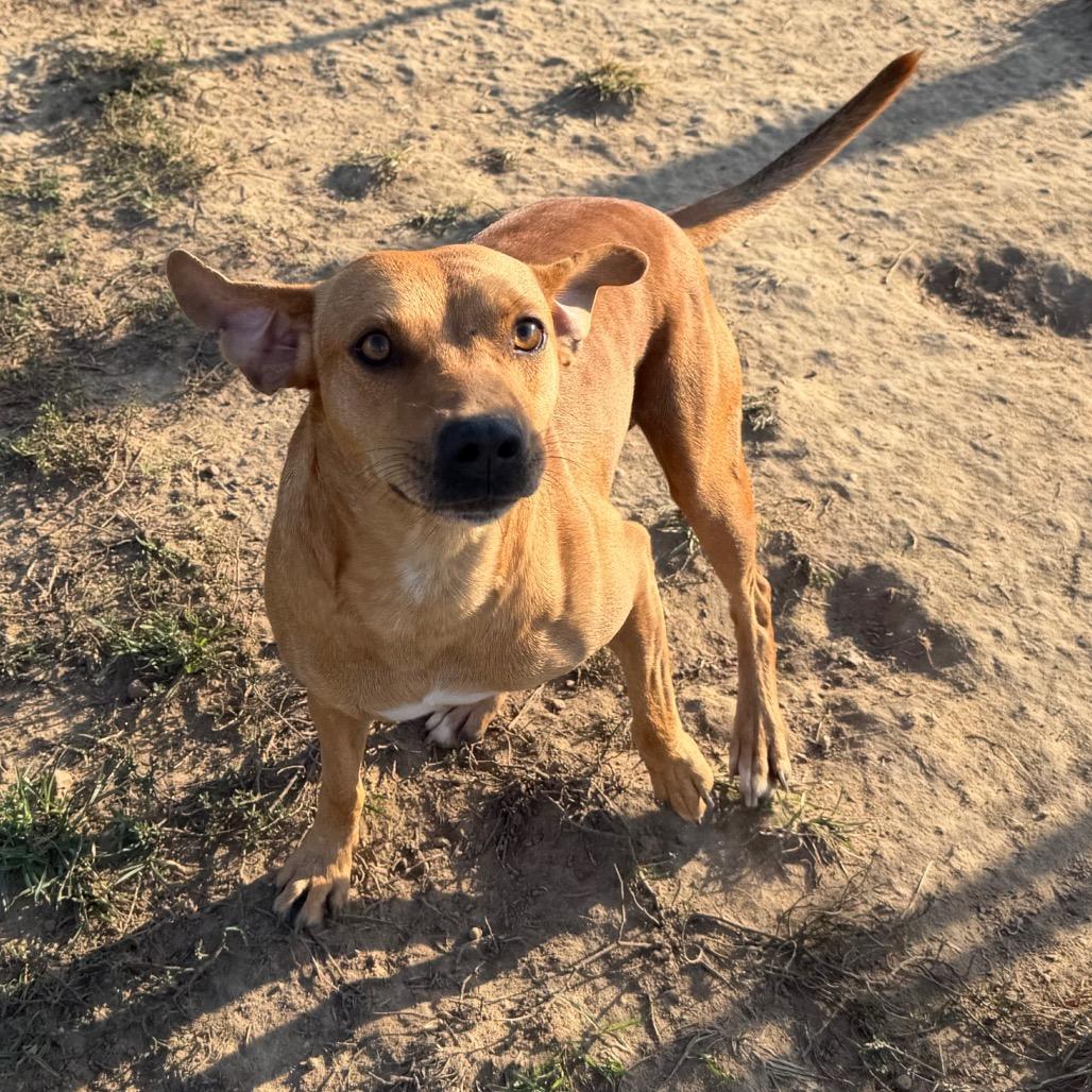 Enlarge Boston, a Adoptable Mountain Cur in West Point, MS image 6/6