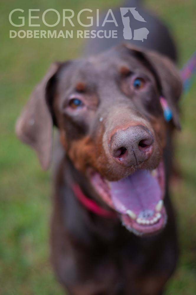 RJ, Adoptable, Adult Male Doberman Pinscher.