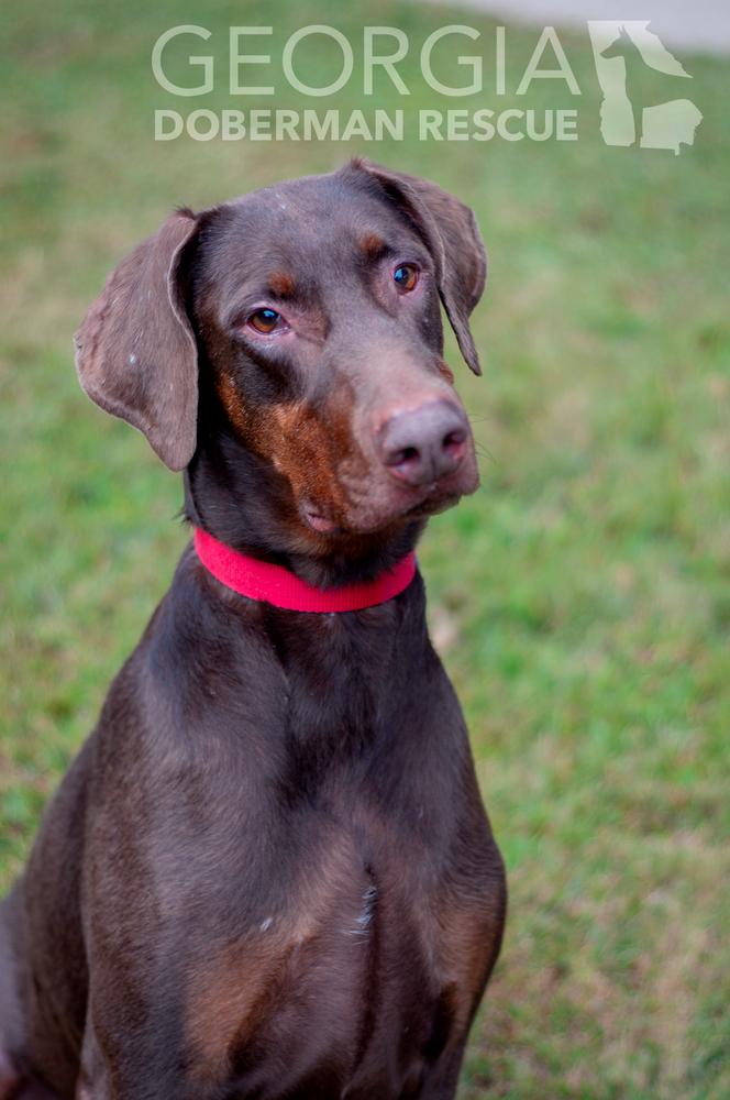 Enlarge RJ, a Adoptable Doberman Pinscher in Douglasville, GA image 2/5