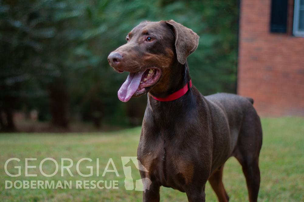 Enlarge RJ, a Adoptable Doberman Pinscher in Douglasville, GA image 3/5