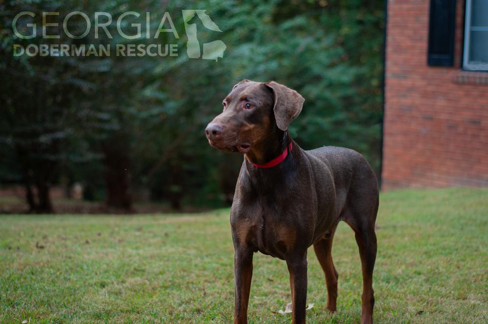 Enlarge RJ, a Adoptable Doberman Pinscher in Douglasville, GA image 4/5