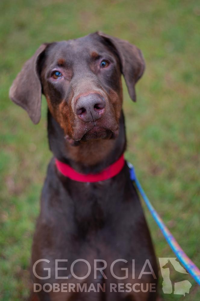 Enlarge RJ, a Adoptable Doberman Pinscher in Douglasville, GA image 5/5