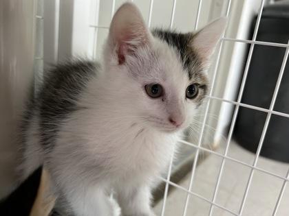 Crunch Coat, Adoptable, Kitten Male Domestic Short Hair & Domestic Short Hair.