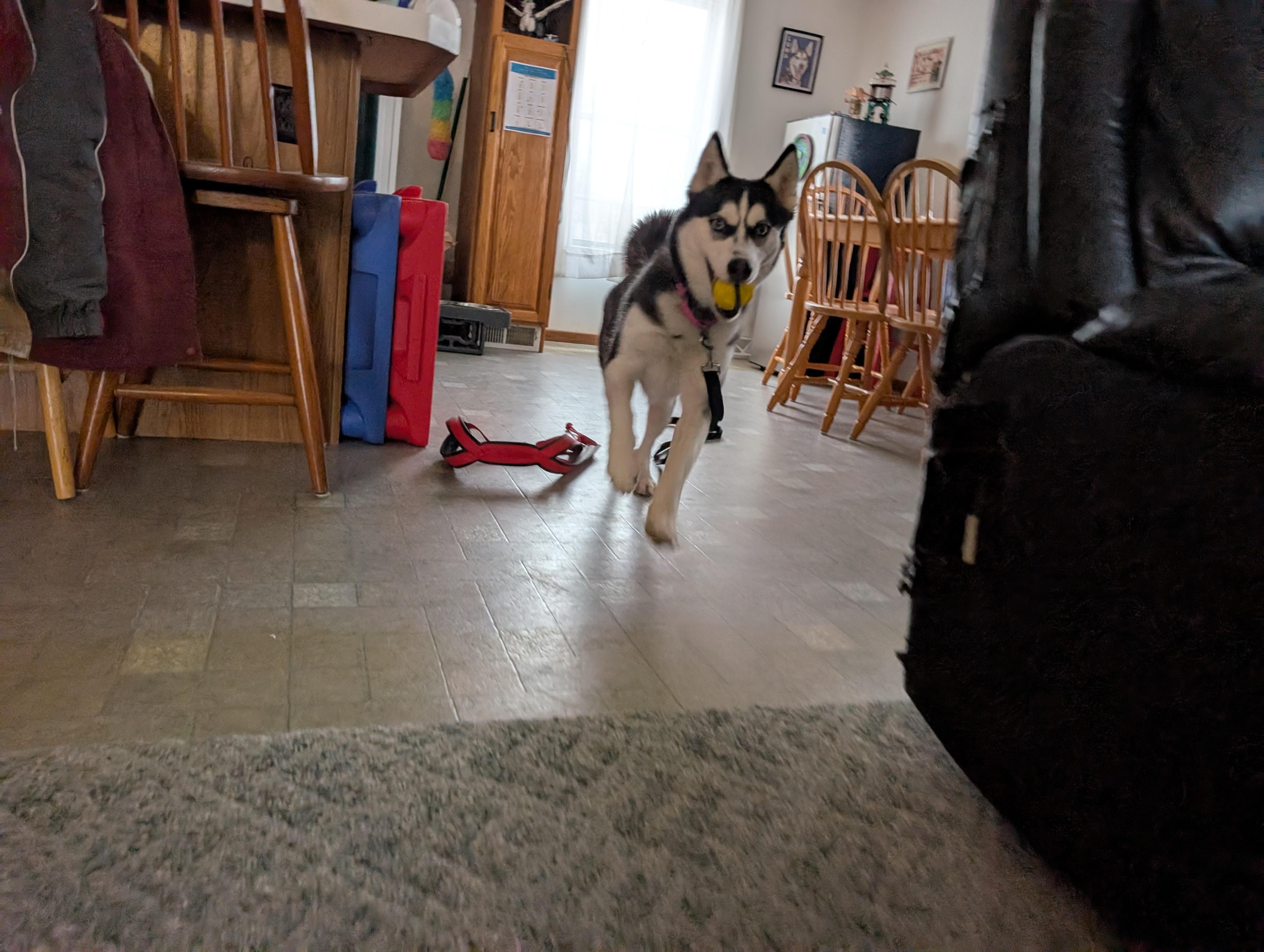 Enlarge Halo, a ADOPTABLE Siberian Husky in La Motte, IA image 6/6