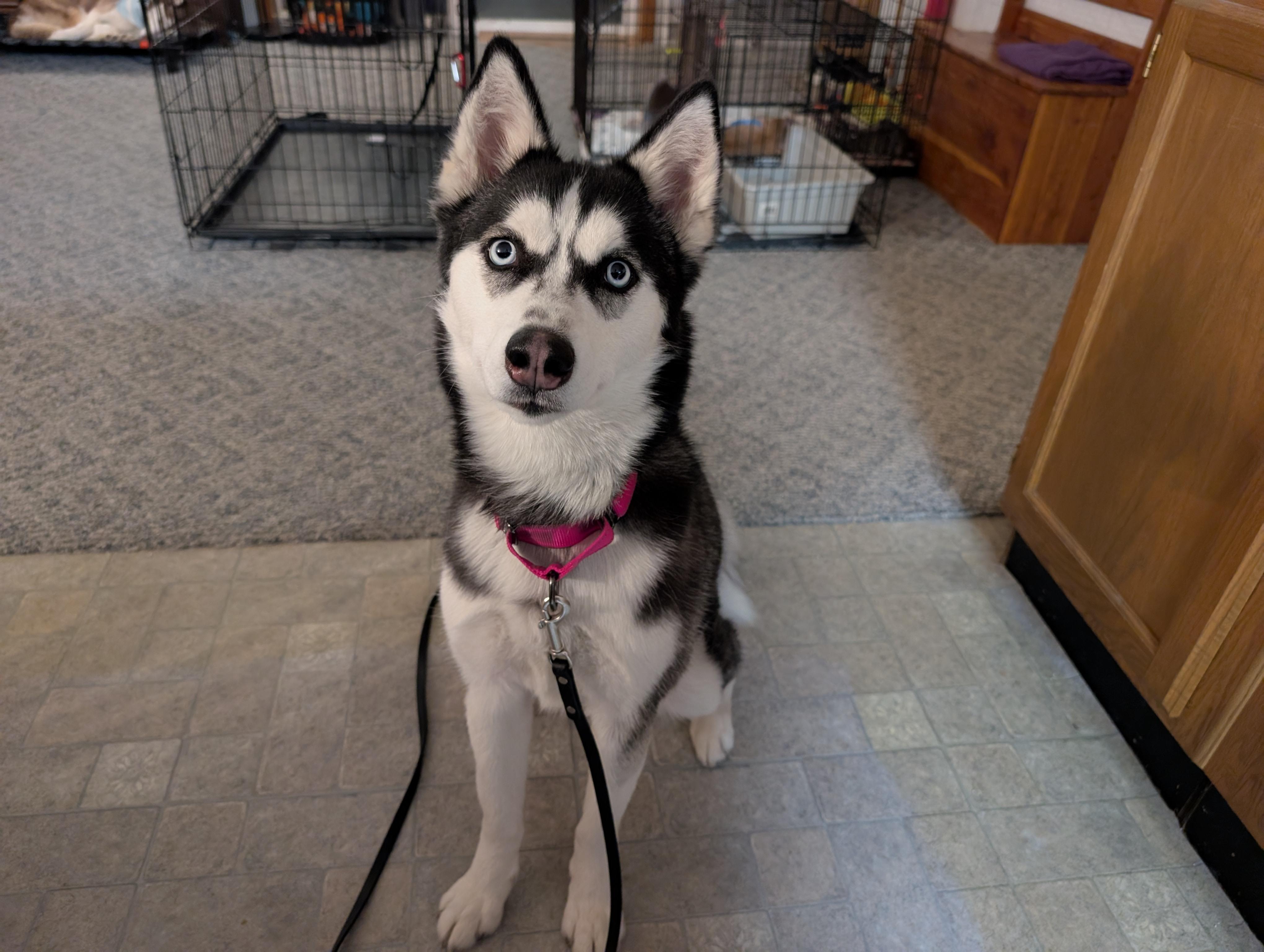 Halo, ADOPTABLE, Puppy Female Siberian Husky.