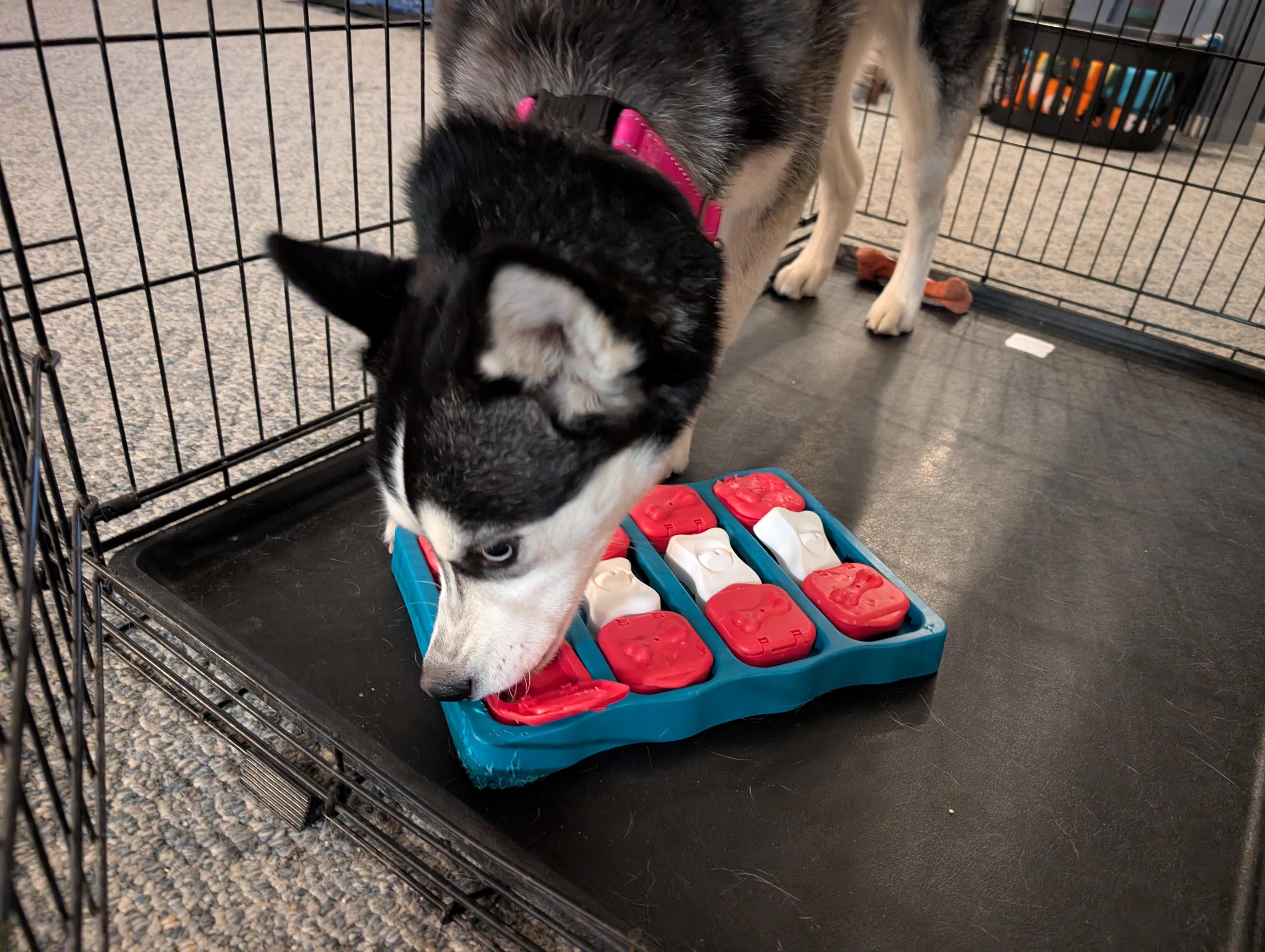 Enlarge Halo, a ADOPTABLE Siberian Husky in La Motte, IA image 5/6