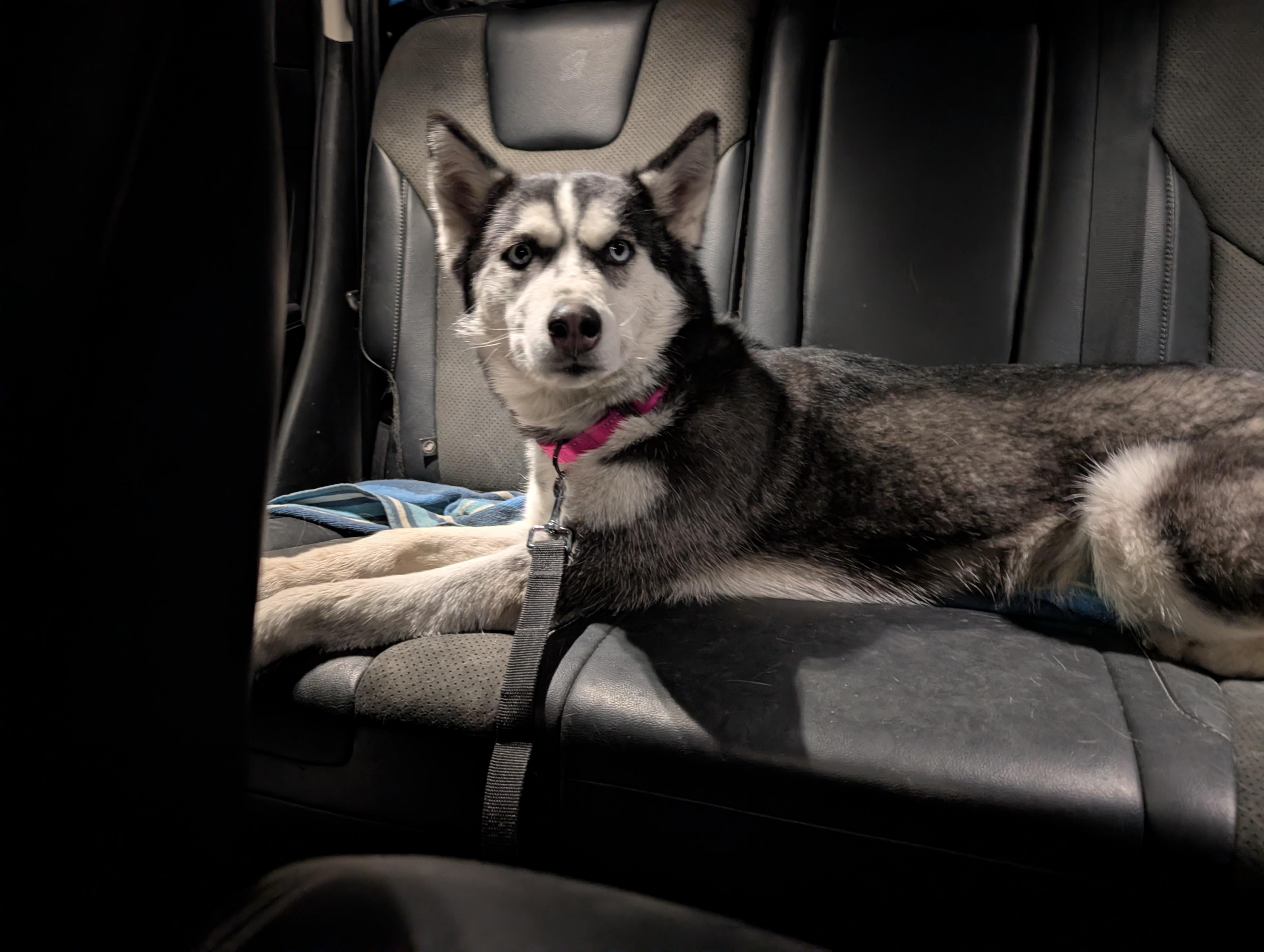 Enlarge Halo, a ADOPTABLE Siberian Husky in La Motte, IA image 2/6